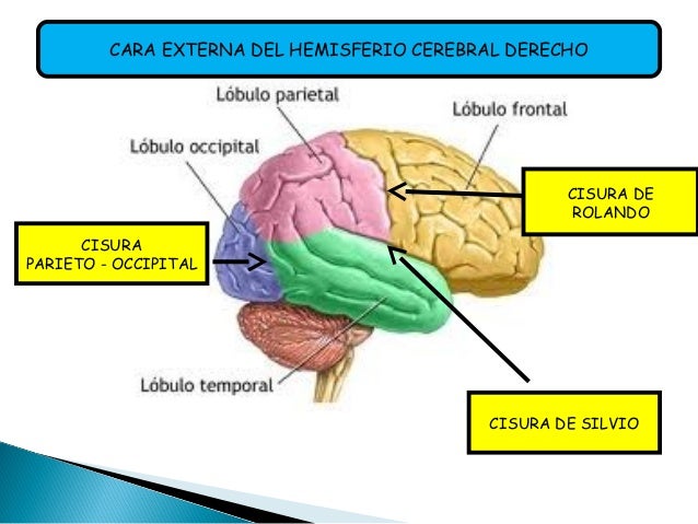 Sistema Nervioso Cy