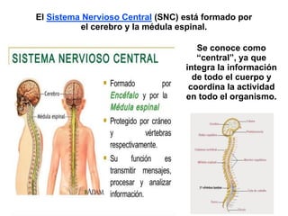 Se conoce como
“central”, ya que
integra la información
de todo el cuerpo y
coordina la actividad
en todo el organismo.
El Sistema Nervioso Central (SNC) está formado por
el cerebro y la médula espinal.
 