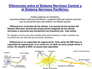 Diferencias entre el Sistema Nervioso Central y
el Sistema Nervioso Periférico.
Ambos sistemas se entrelazan.
Llamamos Sistema Nervioso Periférico a cualquier parte del sistema nervioso
que se encuentra fuera del cerebro y la médula espinal.
+Diferencia en el tamaño de las células. Los axones de los nervios del
Sistema Nervioso Central (las proyecciones delgadas de las células
nerviosas o neuronas que transportan los impulsos) son más cortos.
Por ejemplo, el nervio que inerva el dedo gordo del pie alcanza un metro, mientras que
en el SNC rara vez más más de unos pocos milímetros.
+Diferencia en su capacidad de regeneración. Gran parte del SNP tiene la
capacidad de regenerarse; si un nervio en un dedo se corta, puede volver a
crecer. En cambio el SNC no posee esta capacidad.
 