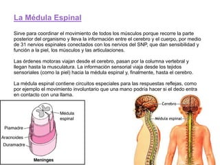 La Médula Espinal
Sirve para coordinar el movimiento de todos los músculos porque recorre la parte
posterior del organismo y lleva la información entre el cerebro y el cuerpo, por medio
de 31 nervios espinales conectados con los nervios del SNP, que dan sensibilidad y
función a la piel, los músculos y las articulaciones.
Las órdenes motoras viajan desde el cerebro, pasan por la columna vertebral y
llegan hasta la musculatura. La información sensorial viaja desde los tejidos
sensoriales (como la piel) hacia la médula espinal y, finalmente, hasta el cerebro.
La médula espinal contiene circuitos especiales para las respuestas reflejas, como
por ejemplo el movimiento involuntario que una mano podría hacer si el dedo entra
en contacto con una llama.
 