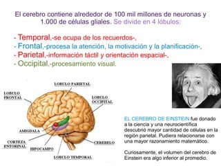 El cerebro contiene alrededor de 100 mil millones de neuronas y
1.000 de células gliales. Se divide en 4 lóbulos:
- Temporal,-se ocupa de los recuerdos-,
- Frontal,-procesa la atención, la motivación y la planificación-,
- Parietal,-información táctil y orientación espacial-,
- Occipital,-procesamiento visual.
EL CEREBRO DE EINSTEIN fue donado
a la ciencia y una neurocientífica
descubrió mayor cantidad de células en la
región parietal. Pudiera relacionarse con
una mayor razonamiento matemático.
Curiosamente, el volumen del cerebro de
Einstein era algo inferior al promedio.
 