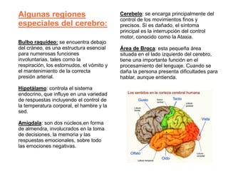 Algunas regiones
especiales del cerebro:
Bulbo raquídeo: se encuentra debajo
del cráneo, es una estructura esencial
para numerosas funciones
involuntarias, tales como la
respiración, los estornudos, el vómito y
el mantenimiento de la correcta
presión arterial.
Hipotálamo: controla el sistema
endocrino, que influye en una variedad
de respuestas incluyendo el control de
la temperatura corporal, el hambre y la
sed.
Amígdala: son dos núcleos,en forma
de almendra, involucrados en la toma
de decisiones, la memoria y las
respuestas emocionales, sobre todo
las emociones negativas.
Cerebelo: se encarga principalmente del
control de los movimientos finos y
precisos. Si es dañado, el síntoma
principal es la interrupción del control
motor, conocido como la Ataxia.
Área de Broca: esta pequeña área
situada en el lado izquierdo del cerebro,
tiene una importante función en el
procesamiento del lenguaje. Cuando se
daña la persona presenta dificultades para
hablar, aunque entienda.
 