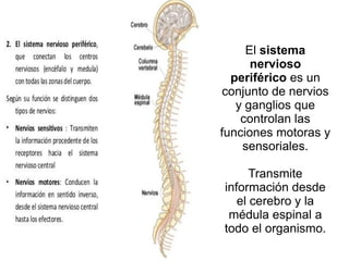 El sistema
nervioso
periférico es un
conjunto de nervios
y ganglios que
controlan las
funciones motoras y
sensoriales.
Transmite
información desde
el cerebro y la
médula espinal a
todo el organismo.
 