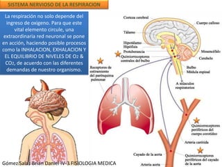 La respiración no solo depende del
ingreso de oxigeno. Para que este
vital elemento circule, una
extraordinaria red neuronal se pone
en acción, haciendo posible procesos
como la INHALACION, EXHALACION Y
EL EQUILIBRIO DE NIVELES DE O2 &
CO2, de acuerdo con las diferentes
demandas de nuestro organismo.
SISTEMA NERVIOSO DE LA RESPIRACION
Gómez Salas Brian Daniel IV-3 FISIOLOGIA MEDICA
 