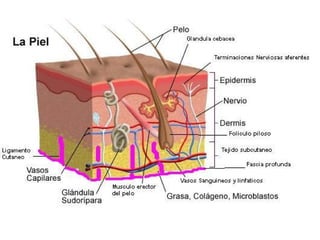 Esos golpes fueron dados por un flagelo que tenía tres ramales (‘flagellum taxillatum’, el más lacerante) 