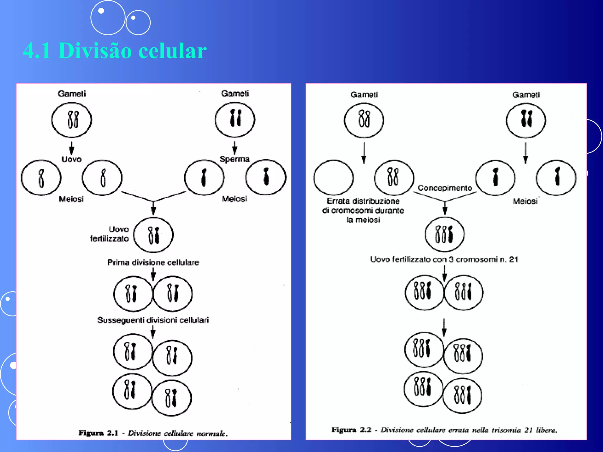 4.1 Divisão celular 