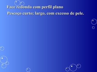 Pescoço curto; largo, com excesso de pele. Face redonda com perfil plano 