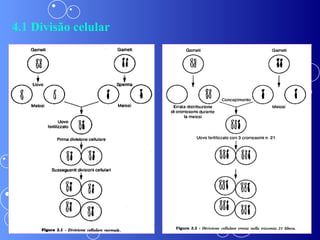 4.1 Divisão celular 
