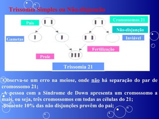 Pais Gametas Prole Fertilização Cromossomos 21 Não-disjunção Inviável Trissomia 21 Trissomia Simples ou Não-disjunção - Observa-se um erro na meiose, onde  não  há separação do par de cromossomo 21;  -A pessoa com a Síndrome de Down apresenta um cromossomo a mais, ou seja, três cromossomos em todas as células do 21; -Somente 10% das não disjunções provêm do pai; 