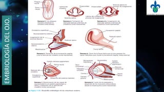 EMBRIOLOGÍADELOJO.
 