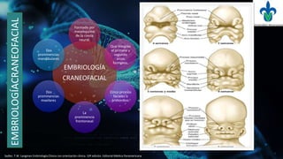 EMBRIOLOGÍA
CRANEOFACIAL
Formado por
mesénquima
de la cresta
neural.
Que integran
el primero y
segundo
arcos
faringeos.
Cinco prcesos
faciales o
primordios.
La
prominencia
frontonasal
Dos
prominencias
maxilares
Dos
prominencias
mandibulares
Sadler, T.W. Langman Embriología Clínica con orientación clínica. 10ª edición. Editorial Médica Panamericana
EMBRIOLOGÍACRANEOFACIAL
 