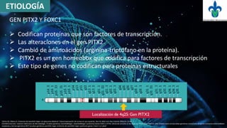 GEN PITX2 Y FOXC1
 Codifican proteínas que son factores de transcripción.
 Las alteraciones en el gen PITX2
 Cambio de aminoácidos (arginina-triptófano en la proteína).
 PITX2 es un gen homeobox que codifica para factores de transcripción
 Este tipo de genes no codifican para proteínas estructurales
1)Ortiz GE, Milena G. Síndrome de Axenfeld-rieger con glaucoma Bilateral Y descompensación de cornea en ojo izquierdo. Rev Fac Med Univ Nac Colomb 2004 Vol. 52 No. 3
I2)VAMI [internet]. Instituto Valenciano de Microbiología. Pruebas genéticas AxenfeldRieger, (AxenfeldRieger syndrome) Genes FOXC1 y PITX2. [fecha de consulta 21 de mayo del 2016] Disponible en: http://www.ivami.com/pruebas-geneticas-mutaciones-de-genes-humanos-enfermedades-
neoplasias-y-farmacogenetica/1817-pruebas-geneticas-axenfeld-rieger-sindrome-de-axenfeld-rieger-syndrome-genes-i-foxc1-i-y-i-pitx2
ETIOLOGÍA
 