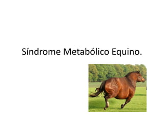 Síndrome Metabólico Equino.
 