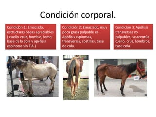 Condición corporal.
Condición 1: Emaciado,
estructuras óseas apreciables
( cuello, cruz, hombro, lomo,
base de la cola y apófisis
espinosas sin T.A.)
Condición 2: Emaciado, muy
poca grasa palpable en
Apófisis espinosas,
transversas, costillas, base
de cola.
Condición 3: Apófisis
transversas no
palpables, se acentúa
cuello, cruz, hombros,
base cola.
 