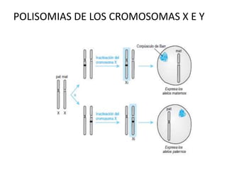 POLISOMIAS DE LOS CROMOSOMAS X E Y

 