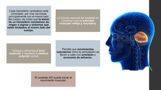 Cada hemisferio cerebeloso está
conectado por vías nerviosas
principalmente con el mismo lado
del cuerpo, de modo que la lesión
de un hemisferio cerebeloso da
origen a signos y síntomas que
están limitados al mismo lado del
cuerpo.
La función esencial del cerebelo es
coordinar toda la actividad
muscular refleja y voluntaria.
Gradúa y armoniza el tono
muscular y mantiene la postura
corporal normal.
Permite que movimientos
voluntarios como la ambulación se
lleven a cabo con precisión y
economía de esfuerzo.
El cerebelo NO puede iniciar el
movimiento muscular.
 