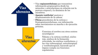 • Vías espinocerebelosas que transmiten
información propioceptiva desde los
músculos y articulaciones en relación con la
postura corporal y la dinámica de los
miembros.
• Aparato vestibular: postura y
desplazamiento de la cabeza.
• Fibras procedentes de la corteza o
frontopontocerebelosas, con información
sobre movimientos en marcha o de ejecución
próxima.
Conectan al cerebro con otros centros
neurológicos:
Tálamo y la corteza cerebral, núcleo
rojo, núcleos de la formación
reticulada, los núcleos vestibulares, y
las vías rubroespinal, reticuloespinal
y vestibuloespinal, haciendo que el
órgano cumpla sus funciones
regulatorias.
 