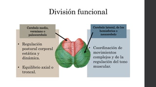 División funcional
Cerebelo medio,
vermiano o
paleocerebelo
• Regulación
postural corporal
estática y
dinámica.
• Equilibrio axial o
troncal.
Cerebelo lateral, de los
hemisferios o
neocerebelo
• Coordinación de
movimientos
complejos y de la
regulación del tono
muscular.
 