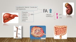 Localización: Memb. Canalicular
del hepatocito.
Presente:
Hígado ++
Huesos ++
Placenta
Intestino
Riñón
80% ORIGEN
HEPÁTICO
yGT
5’N
 