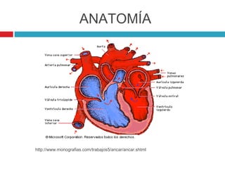 ANATOMÍA




http://www.monografias.com/trabajos5/ancar/ancar.shtml
 