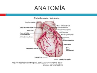 ANATOMÍA




http://vivirconcorazon.blogspot.com/2009/07/anatomia-delas-
                                     arterias-coronarias.html
 
