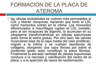 FORMACIÓN DE LA PLACA DE
           ATEROMA
   las células endoteliales se vuelven más permeables al
    LDL y liberan citoquinas, haciendo que tanto el LDL
    como monocitos entren en la íntima. Los monocitos
    diferenciados a macrófagos captan el LDL oxidado,
    pero al ser incapaces de digerirlo, lo acumulan en su
    citoplasma transformándose en células espumosas
    (esto forma la estría grasa). Por otro lado, las células
    musculares lisas de la capa media del vaso proliferan,
    migran a la íntima y se vuelven secretoras de
    colágeno, otorgando una capa fibrosa por sobre el
    contenido graso (esto constituye la placa fibrosa).
    Finalmente la elevada cantidad de células espumosas
    conduce a la necrosis y calcificación del centro de la
    placa, y a la aparición de vasos de neoformación.
 
