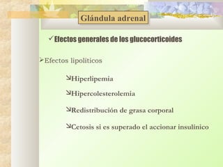 Glándula adrenal
Glándula adrenal
Efectos generales de los glucocorticoides
Efectos lipolíticos

Hiperlipemia
Hipercolesterolemia
Redistribución de grasa corporal
Cetosis si es superado el accionar insulínico

 