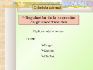 Glándula adrenal
Glándula adrenal
Regulación de la secreción
Regulación de la secreción
de glucocorticoides
de glucocorticoides
Péptidos intervinientes
CRH
Origen
Destino
Efectos

 