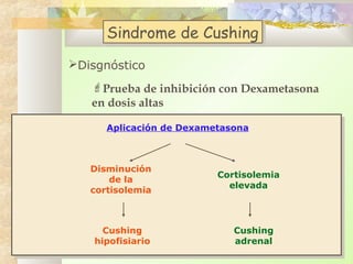 Sindrome de Cushing
Sindrome de Cushing
Disgnóstico
Prueba de inhibición con Dexametasona
en dosis altas
Aplicación de Dexametasona

Disminución
de la
cortisolemia

Cushing
hipofisiario

Cortisolemia
elevada

Cushing
adrenal

 