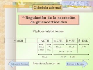 Glándula adrenal
Glándula adrenal
Regulación de la secreción
Regulación de la secreción
de glucocorticoides
de glucocorticoides
Péptidos intervinientes
γ-MSH

ACTH
26 AA

13 AA

α -MSH

Clip

α-LPH
40 AA

18 AA

58 AA

39 AA

Extremo N-Terminal

β-MSH β -END

Proopiomelanocortina

91 AA

30 AA

γ -LPH
β -LPH

Extremo C-Terminal

 