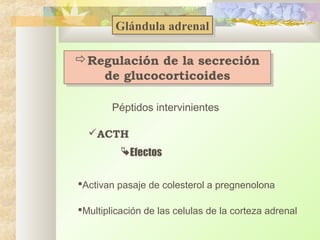 Glándula adrenal
Glándula adrenal
Regulación de la secreción
Regulación de la secreción
de glucocorticoides
de glucocorticoides
Péptidos intervinientes
ACTH
Efectos
Activan pasaje de colesterol a pregnenolona
Multiplicación de las celulas de la corteza adrenal

 