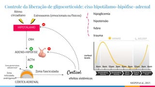 HIPOTÁLAMO
ADENO-HIPÓFISE
CRH
CÓRTEX ADRENAL
ACTH
Zona fasciculada Cortisol:
Controle da liberação de gligocorticoide: eixo hipotálamo-hipófise-adrenal
Estressores (emocionais ou físicos)
Ritmo
circadiano
hipoglicemia
hipotensão
febre
trauma
efeitos sistêmicos
KASPER et al., 2017.
Zona
reticulada:
andrógenos
Zona glomerulosa:
aldosterona*
 