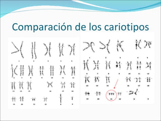 Comparación de los cariotipos 