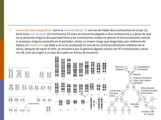 • Exceso de material genético: como la trisomía del par 21 (en ves de haber dos cromosomas en el par 21,
tiene tres), tras locación (el cromosoma 21 extra se encuentra pegado a otro cromosoma; y a pesar de que
no se presenta ninguna discapacidad física y los cromosomas unidos no alteran el funcionamiento normal
ni provocan ninguna anomalía en el portador, existe un mayor riesgo que tenga hijos con síndrome de
Down), el mosaicismo (se debe a un error producido en una de las primeras divisiones mitóticas de la
célula, después de nacer el niño, se encuentra por lo general algunas células con 47 cromosomas y otras
con 46. Esto da origen a un tipo de cuadro en forma de mosaico).
 