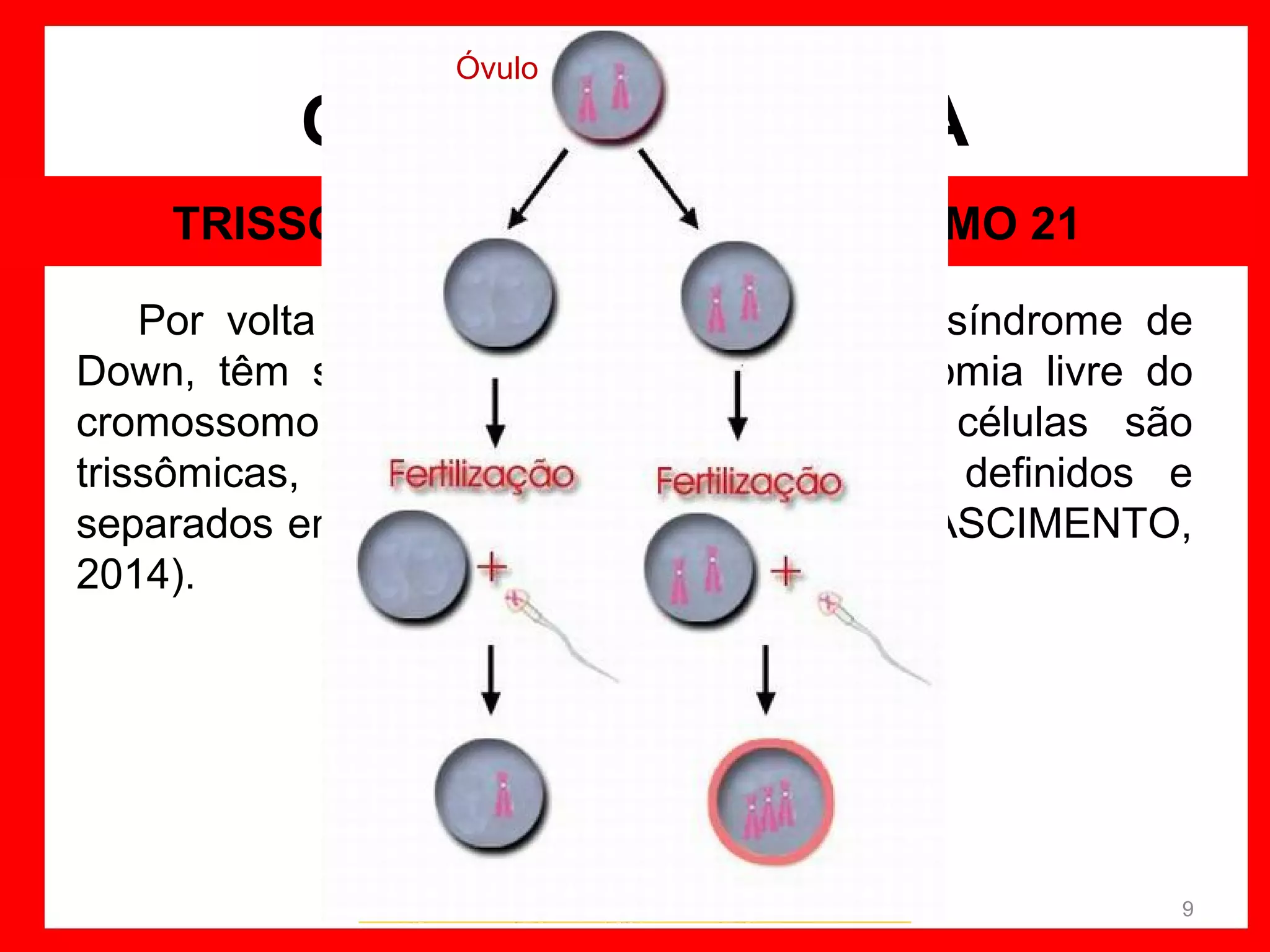 Óvulo

ORIGEM GENÉTICA
TRISSOMIA LIVRE DO CROMOSSOMO 21
Por volta de 95% dos indivíduos com síndrome de
Down, têm sua condição associada a trissomia livre do
cromossomo 21. “Neste caso todas as células são
trissômicas, têm três cromossomos bem definidos e
separados entre si no par de número 21.” (NASCIMENTO,
2014).

9

 