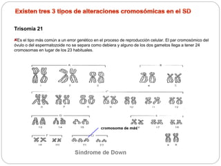Trisomía 21 
Es el tipo más común a un error genético en el proceso de reproducción celular. El par cromosómico del 
óvulo o del espermatozoide no se separa como debiera y alguno de los dos gametos llega a tener 24 
cromosomas en lugar de los 23 habituales. 
 