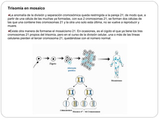 Trisomía en mosaico 
La anomalía de la división y separación cromosómica queda restringida a la pareja 21; de modo que, a 
partir de una célula de las muchas ya formadas, con sus 2 cromosomas 21, se forman dos células de 
las que una contiene tres cromosomas 21 y la otra uno solo esta última, no se vuelve a reproducir y 
muere. 
Existe otra manera de formarse el mosaicismo 21. En ocasiones, es el cigoto el que ya tiene los tres 
cromosomas 21 propios del trisomía, pero en el curso de la división celular, una o más de las líneas 
celulares pierden el tercer cromosoma 21, quedándose con el número normal. 
 