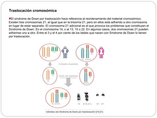 Traslocación cromosómica 
El síndrome de Down por traslocación hace referencia al reordenamiento del material cromosómico. 
Existen tres cromosomas 21, al igual que en la trisomía 21, pero en ellos está adherido a otro cromosoma 
en lugar de estar separado. El cromosoma 21 adicional es el que provoca los problemas que constituyen el 
Síndrome de Down. En el cromosoma 14, o al 13, 15 o 22. En algunos casos, dos cromosomas 21 pueden 
adherirse uno a otro. Entre el 3 y el 4 por ciento de los bebés que nacen con Síndrome de Down lo tienen 
por traslocación. 
 