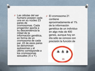 O Las células del ser     O El cromosoma 21
  humano poseen cada        contiene
  una en su núcleo 23
  pares de                  aproximadamente el 1%
  cromosomas. Cada          de la información
  progenitor aporta a       genética de un individuo
  su descendencia la        en algo más de 400
  mitad de la
  información genética,     genes, aunque hoy en
  en forma de un            día sólo se conoce con
  cromosoma de cada         precisión la función de
  par. 22 de esos pares     unos pocos.
  se denominan
  autosomas y el
  último corresponde a
  los cromosomas
  sexuales (X o Y).
 