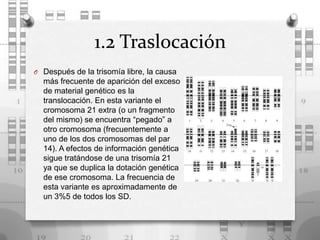 1.2 Traslocación
O Después de la trisomía libre, la causa
  más frecuente de aparición del exceso
  de material genético es la
  translocación. En esta variante el
  cromosoma 21 extra (o un fragmento
  del mismo) se encuentra “pegado” a
  otro cromosoma (frecuentemente a
  uno de los dos cromosomas del par
  14). A efectos de información genética
  sigue tratándose de una trisomía 21
  ya que se duplica la dotación genética
  de ese cromosoma. La frecuencia de
  esta variante es aproximadamente de
  un 3%5 de todos los SD.
 