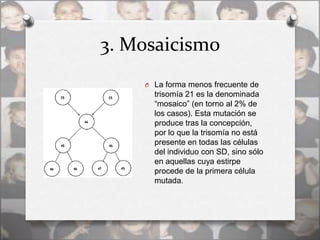 3. Mosaicismo
    O La forma menos frecuente de
      trisomía 21 es la denominada
      “mosaico” (en torno al 2% de
      los casos). Esta mutación se
      produce tras la concepción,
      por lo que la trisomía no está
      presente en todas las células
      del individuo con SD, sino sólo
      en aquellas cuya estirpe
      procede de la primera célula
      mutada.
 