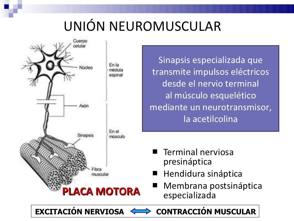 Síndrome de Eaton Lambert. Patología de la placa motora y su tratamie…