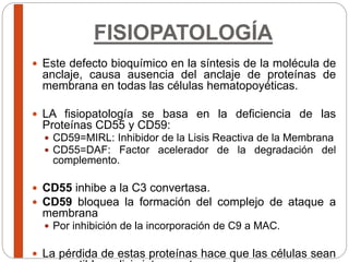 FISIOPATOLOGÍA
 Este defecto bioquímico en la síntesis de la molécula de
anclaje, causa ausencia del anclaje de proteínas de
membrana en todas las células hematopoyéticas.
 LA fisiopatología se basa en la deficiencia de las
Proteínas CD55 y CD59:
 CD59=MIRL: Inhibidor de la Lisis Reactiva de la Membrana
 CD55=DAF: Factor acelerador de la degradación del
complemento.
 CD55 inhibe a la C3 convertasa.
 CD59 bloquea la formación del complejo de ataque a
membrana
 Por inhibición de la incorporación de C9 a MAC.
 La pérdida de estas proteínas hace que las células sean
 