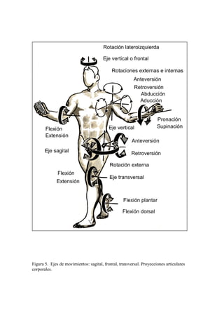 Figura 5. Ejes de movimientos: sagital, frontal, transversal. Proyecciones articulares
corporales.
Rotación lateroizquierda
Eje vertical o frontal
Rotaciones externas e internas
Anteversión
Retroversión
Abducción
Aducción
Pronación
SupinaciónEje vertical
Anteversión
Retroversión
Rotación externa
Eje transversal
Flexión plantar
Flexión dorsal
Flexión
Extensión
Eje sagital
Flexión
Extensión
Rotación lateroizquierda
Eje vertical o frontal
Rotaciones externas e internas
Anteversión
Retroversión
Abducción
Aducción
Pronación
SupinaciónEje vertical
Anteversión
Retroversión
Rotación externa
Eje transversal
Flexión plantar
Flexión dorsal
Flexión
Extensión
Eje sagital
Flexión
Extensión
 