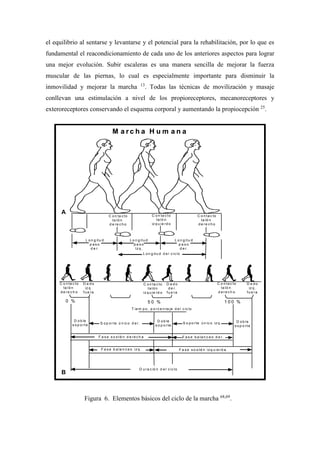 el equilibrio al sentarse y levantarse y el potencial para la rehabilitación, por lo que es
fundamental el reacondicionamiento de cada uno de los anteriores aspectos para lograr
una mejor evolución. Subir escaleras es una manera sencilla de mejorar la fuerza
muscular de las piernas, lo cual es especialmente importante para disminuir la
inmovilidad y mejorar la marcha 13
. Todas las técnicas de movilización y masaje
conllevan una estimulación a nivel de los propioreceptores, mecanoreceptores y
exteroreceptores conservando el esquema corporal y aumentando la propiocepción 25
.
Figura 6. Elementos básicos del ciclo de la marcha 68,69
.
M a r c h a H u m a n a
A
B
0 % 5 0 % 1 0 0 %
C o n ta c to
ta ló n
d e re c h o
C o n ta c to
ta ló n
iz q u ie rd o
C o n ta c to
ta ló n
d e re c h o
L o n g itu d
p a s o
d e r.
L o n g itu d
p a s o
d e r .
L o n g itu d
p a s o
Iz q .
L o n g itu d d e l c ic lo
T ie m p o , p o rc e n ta je d e l c ic lo
D u ra c ió n d e l c ic lo
D o b le
s o p o rte
D o b le
s o p o rte
D o b le
s o p o rte
S o p o r te ú n ic o d e r . S o p o rte ú n ic o iz q .
C o n ta c to
ta ló n
d e re c h o
C o n ta c to
ta ló n
iz q u ie rd o
C o n ta c to
ta ló n
d e r e c h o
D e d o
iz q .
fu e ra
D e d o
iz q .
fu e ra
D e d o
d e r.
fu e ra
F a s e b a la n c e o d e r .
F a s e b a la n c e o iz q .
F a s e s o s t é n d e re c h a
F a s e s o s t é n izq u ie rd a
M a r c h a H u m a n a
A
B
0 % 5 0 % 1 0 0 %
C o n ta c to
ta ló n
d e re c h o
C o n ta c to
ta ló n
iz q u ie rd o
C o n ta c to
ta ló n
d e re c h o
L o n g itu d
p a s o
d e r.
L o n g itu d
p a s o
d e r .
L o n g itu d
p a s o
Iz q .
L o n g itu d d e l c ic lo
T ie m p o , p o rc e n ta je d e l c ic lo
D u ra c ió n d e l c ic lo
D o b le
s o p o rte
D o b le
s o p o rte
D o b le
s o p o rte
S o p o r te ú n ic o d e r . S o p o rte ú n ic o iz q .
C o n ta c to
ta ló n
d e re c h o
C o n ta c to
ta ló n
iz q u ie rd o
C o n ta c to
ta ló n
d e r e c h o
D e d o
iz q .
fu e ra
D e d o
iz q .
fu e ra
D e d o
d e r.
fu e ra
F a s e b a la n c e o d e r .
F a s e b a la n c e o iz q .
F a s e s o s t é n d e re c h a
F a s e s o s t é n izq u ie rd a
 