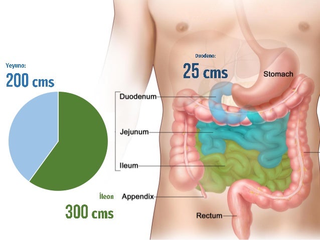 Resultado de imagen para intestino corto