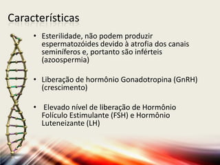 Características
• Esterilidade, não podem produzir
espermatozóides devido à atrofia dos canais
seminíferos e, portanto são inférteis
(azoospermia)
• Liberação de hormônio Gonadotropina (GnRH)
(crescimento)
• Elevado nível de liberação de Hormônio
Folículo Estimulante (FSH) e Hormônio
Luteneizante (LH)
 