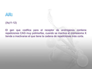 (Xq11-12)
El gen que codifica para el receptor de andrógenos contiene
repeticiones CAG muy polimorfas, cuando se inactiva el cromosoma X
tiende a inactivarse el que tiene la cadena de repeticiones más corta.
 