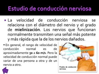  La velocidad de conducción nerviosa se
relaciona con el diámetro del nervio y el grado
de mielinización. Los nervios que funcionan
normalmente transmiten una señal más potente
y más rápida que la de los nervios dañados.
 En general, el rango de velocidad de
conducción normal es de
aproximadamente 50 a 60 m/s. Pero la
velocidad de conducción normal puede
variar de una persona a otra y de un
nervio a otro.
 