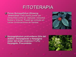FITOTERAPIA <ul><li>Panax   Quinquefolius  ( Ginseng  americano) : Esta planta puede ser consumida como te, cápsulas, extr...